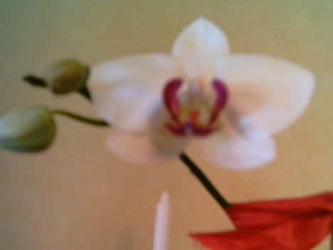 2006-02-18-vit orchidea
