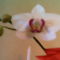 2006-02-18-vit orchidea