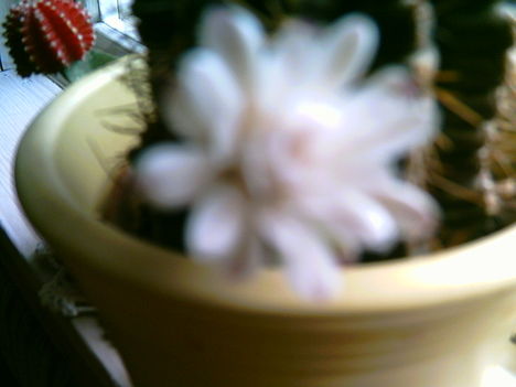 2006-05-15- a fehér kaktusz