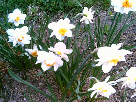 2006-05-15-fehér nárcisz