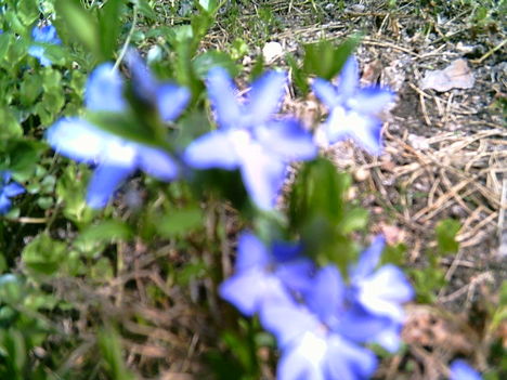 2006-05-15-tavaszi kék virág