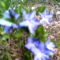 2006-05-15-tavaszi kék virág