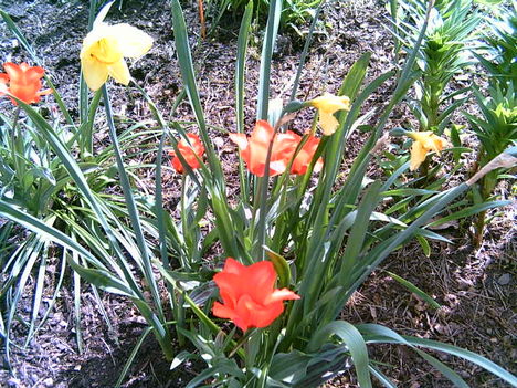 2006-05-17-piros tulipánok