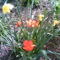 2006-05-17-piros tulipánok