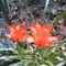 2006-05-17-röda tulpan
