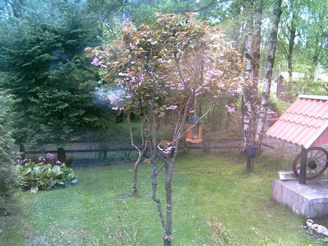 2006-05-30-japanskakörsbärträd