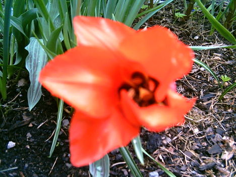 2006-05 Tulipán