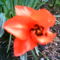 2006-05 Tulipán