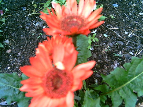 2006-05-újra virágzik a gerbera