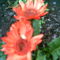 2006-05-újra virágzik a gerbera