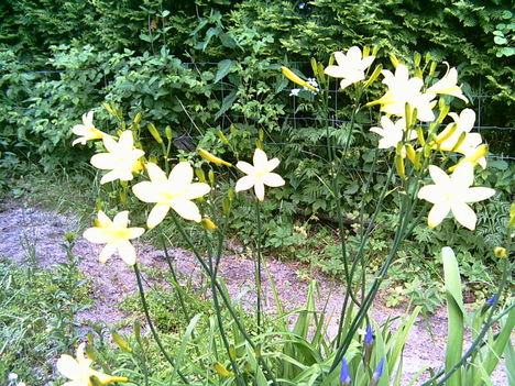 2006-06-17-den gula liljan