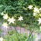 2006-06-17-den gula liljan
