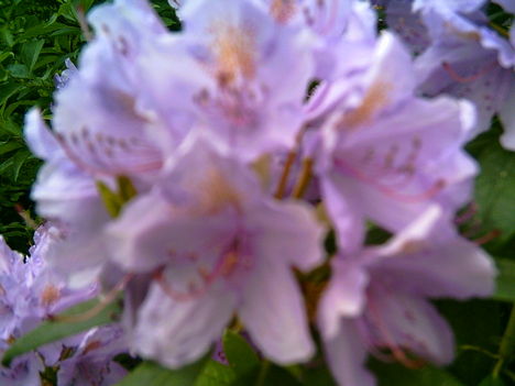 2006-06-17-virágzik a rododendron