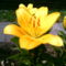 2006-07-08-a sárga lilom  is szép
