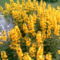 2006-07-08-aranylik a sárga virág