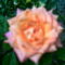 2006-07-08-az én rózsám