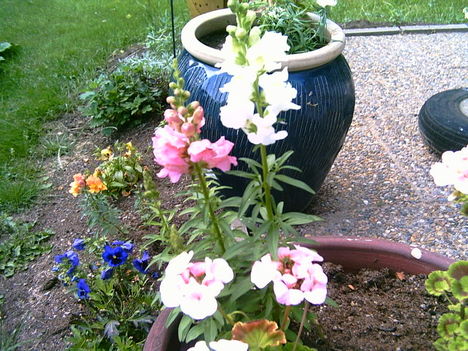2006-07-08-az én virágaim