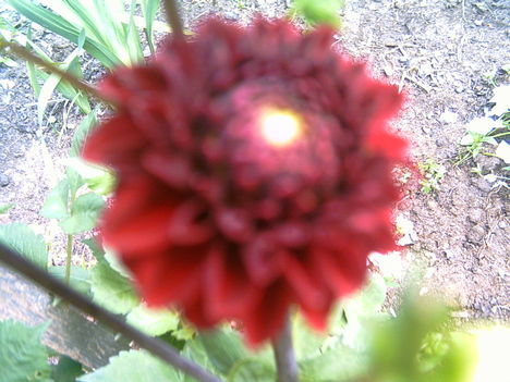 2006-07-08-dália