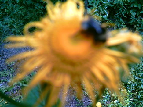 2006-07-08-darázs
