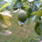 2006-07-08-érik a citrom