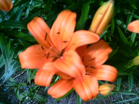 2006-07-08-liliom