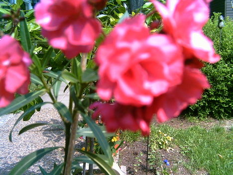 2006-07-08-oleander