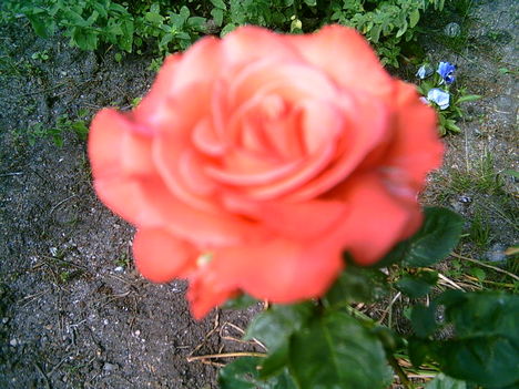 2006-07-08-rózsa