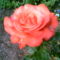 2006-07-08-rózsa