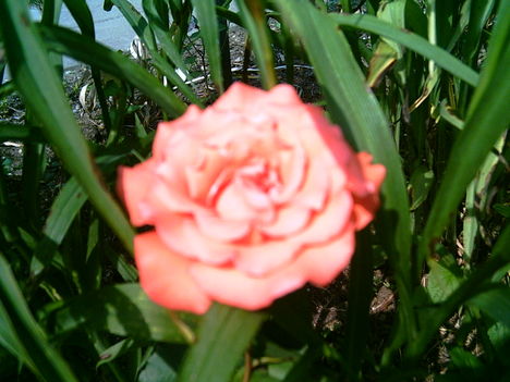 2006-07-08-rózsa a kertemben