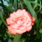 2006-07-08-rózsa a kertemben