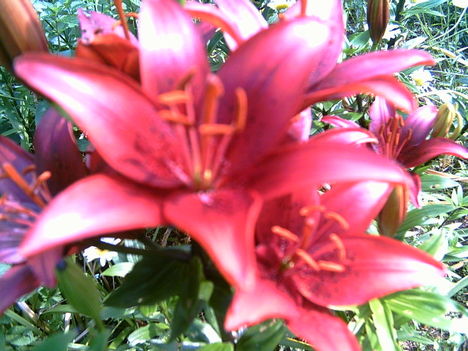 2006-07-08-vörös liliom