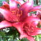 2006-07-08-vörös liliom