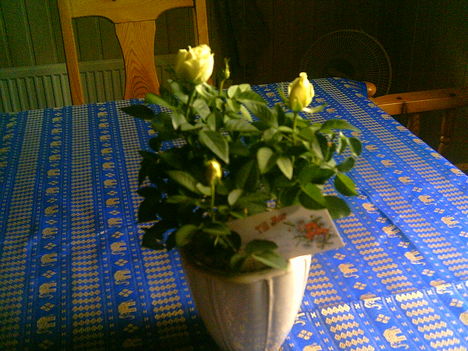 2007-05-27-Anyáknapi ajándék