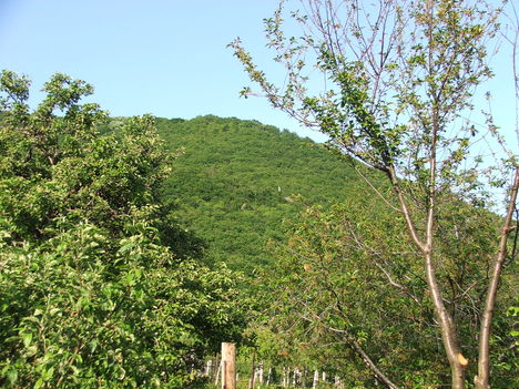 DSCF2952