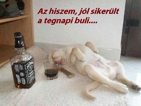 KUTYA BULI