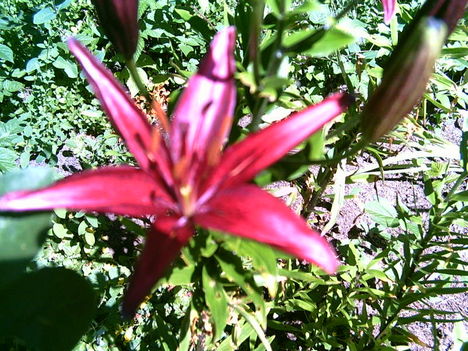 liliom
