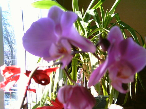 orchidea