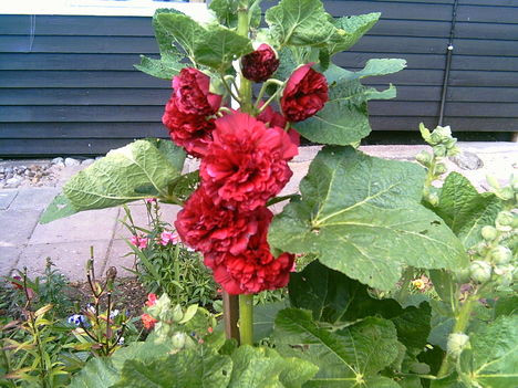 PICT0098