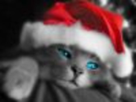 thumb_Christmas_Cat[1]