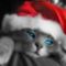 thumb_Christmas_Cat[1]