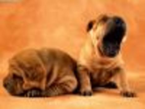 thumb_Shar_Pei_puppy[1]