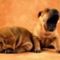 thumb_Shar_Pei_puppy[1]