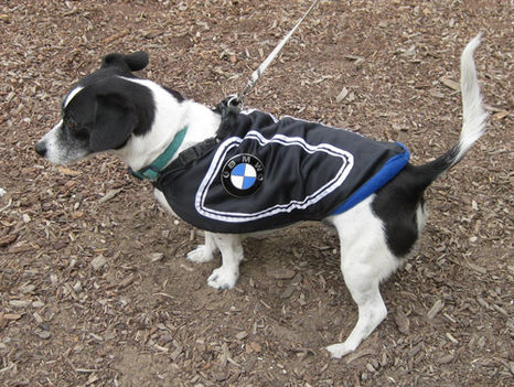 bmwdog-kutyaruha