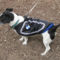 bmwdog-kutyaruha