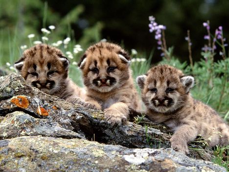 Enjoying_the_Show,_Mountain_Lion_Cubs