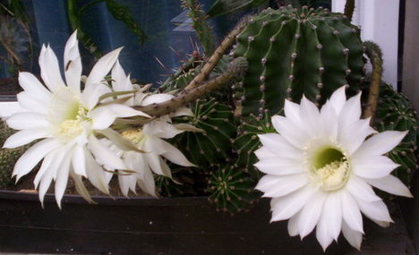 fehér virágú kaktusz 