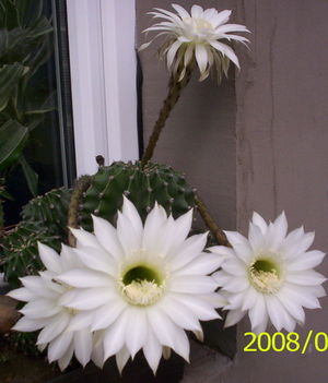 fehérvirágú kaktusz 