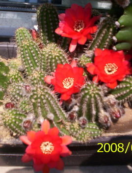 pirosvirágú kaktusz 