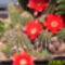 pirosvirágú kaktusz 