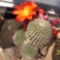 világospiros virágú kaktusz 